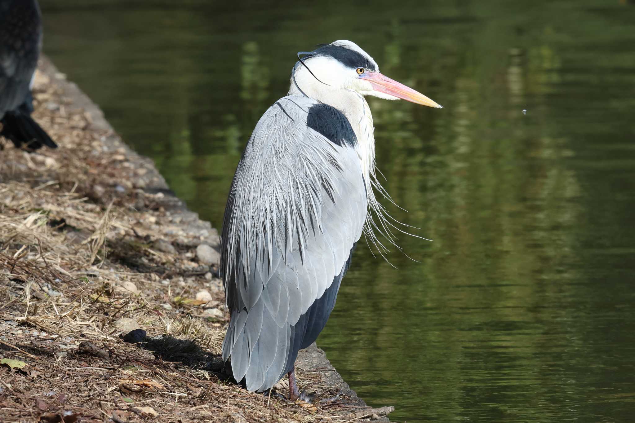 明石公園のアオサギ