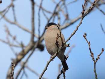 ウソ 秋ヶ瀬公園 2024年1月28日(日)