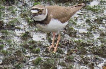 Little Ringed Plover 東京湾 Thu, 3/28/2024