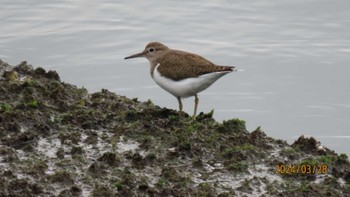 Common Sandpiper 東京湾 Thu, 3/28/2024