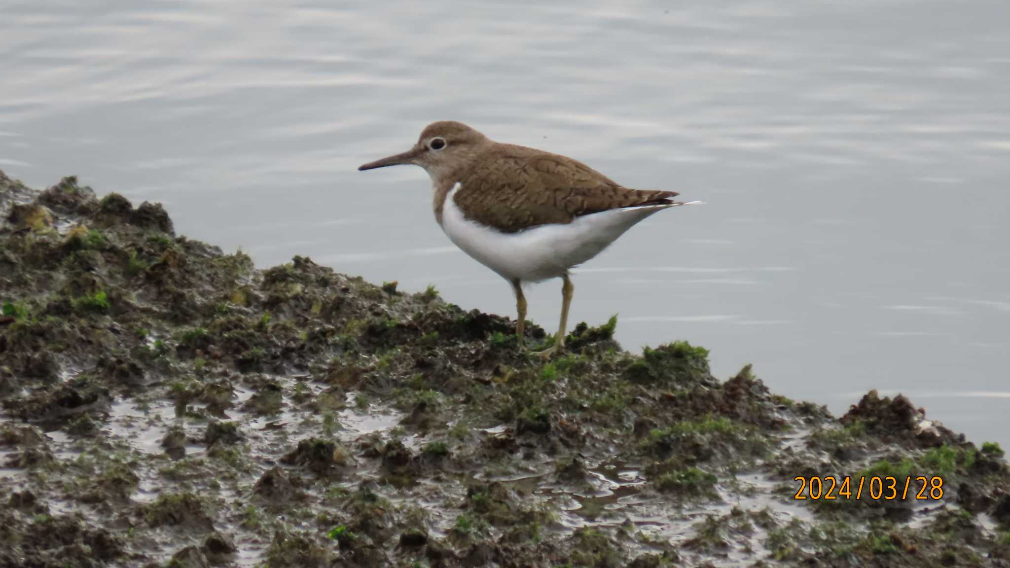 Photo of Common Sandpiper at 東京湾 by チョコレート