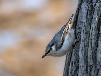 Eurasian Nuthatch 北海道大学 Wed, 4/3/2024