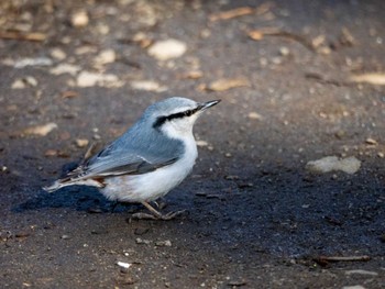 Eurasian Nuthatch 北海道大学 Wed, 4/3/2024