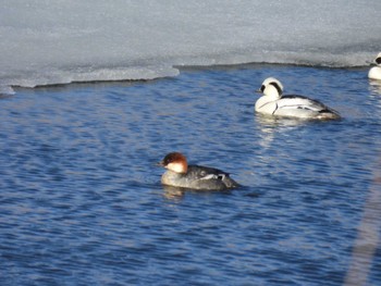 Smew 浦幌町 豊北 Mon, 3/25/2024