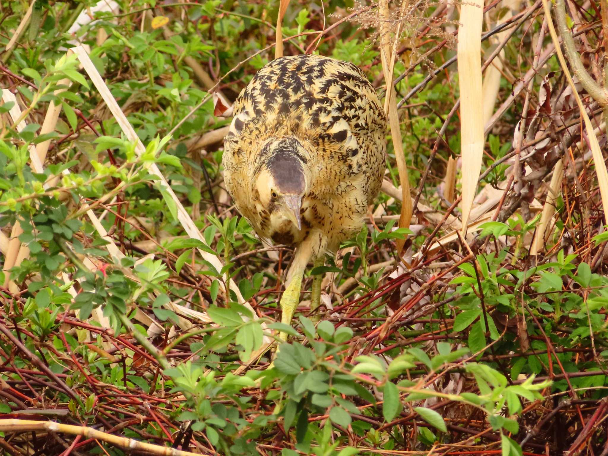 Photo of Eurasian Bittern at Oizumi Ryokuchi Park by ゆ