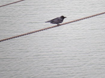 Large-billed Crow 浜名湖 Tue, 4/2/2024