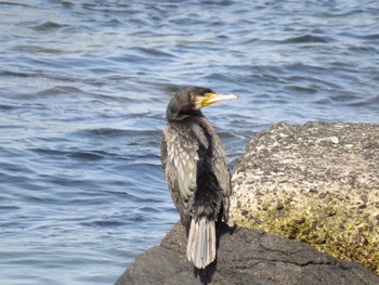 カワウ 三河湾 2024年4月2日(火)