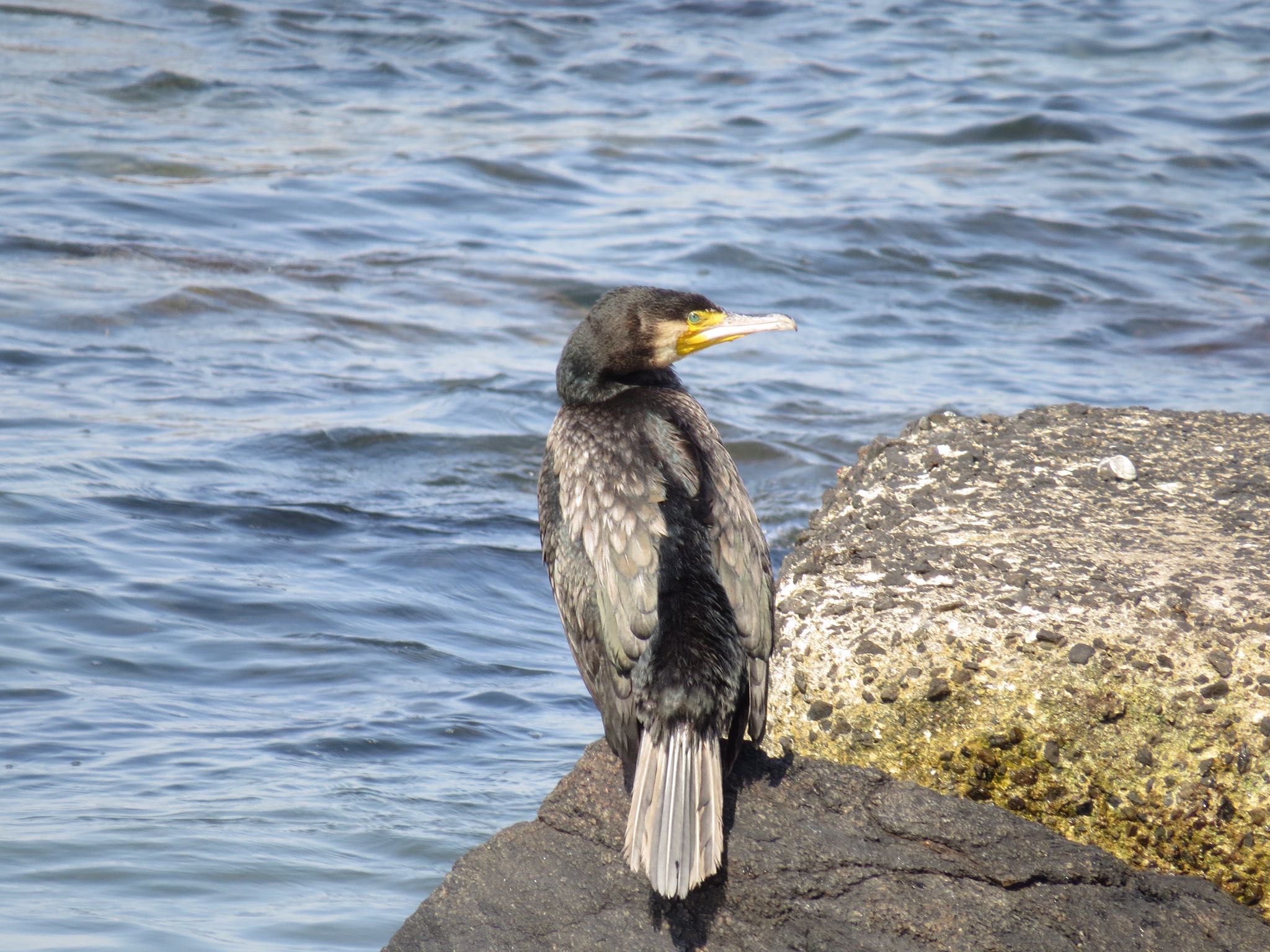 三河湾 カワウの写真 by Haruki🦜