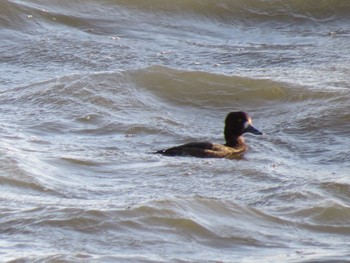 Greater Scaup Fujimae Tidal Flat Mon, 4/1/2024