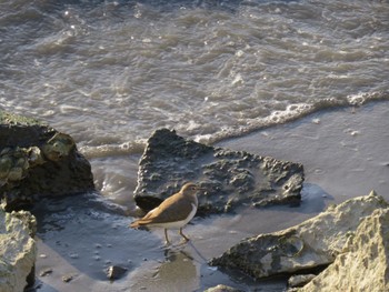 Common Sandpiper Fujimae Tidal Flat Mon, 4/1/2024