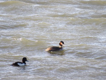 Great Crested Grebe Fujimae Tidal Flat Mon, 4/1/2024