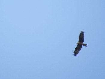 Black Kite 浜名湖 Sun, 3/31/2024