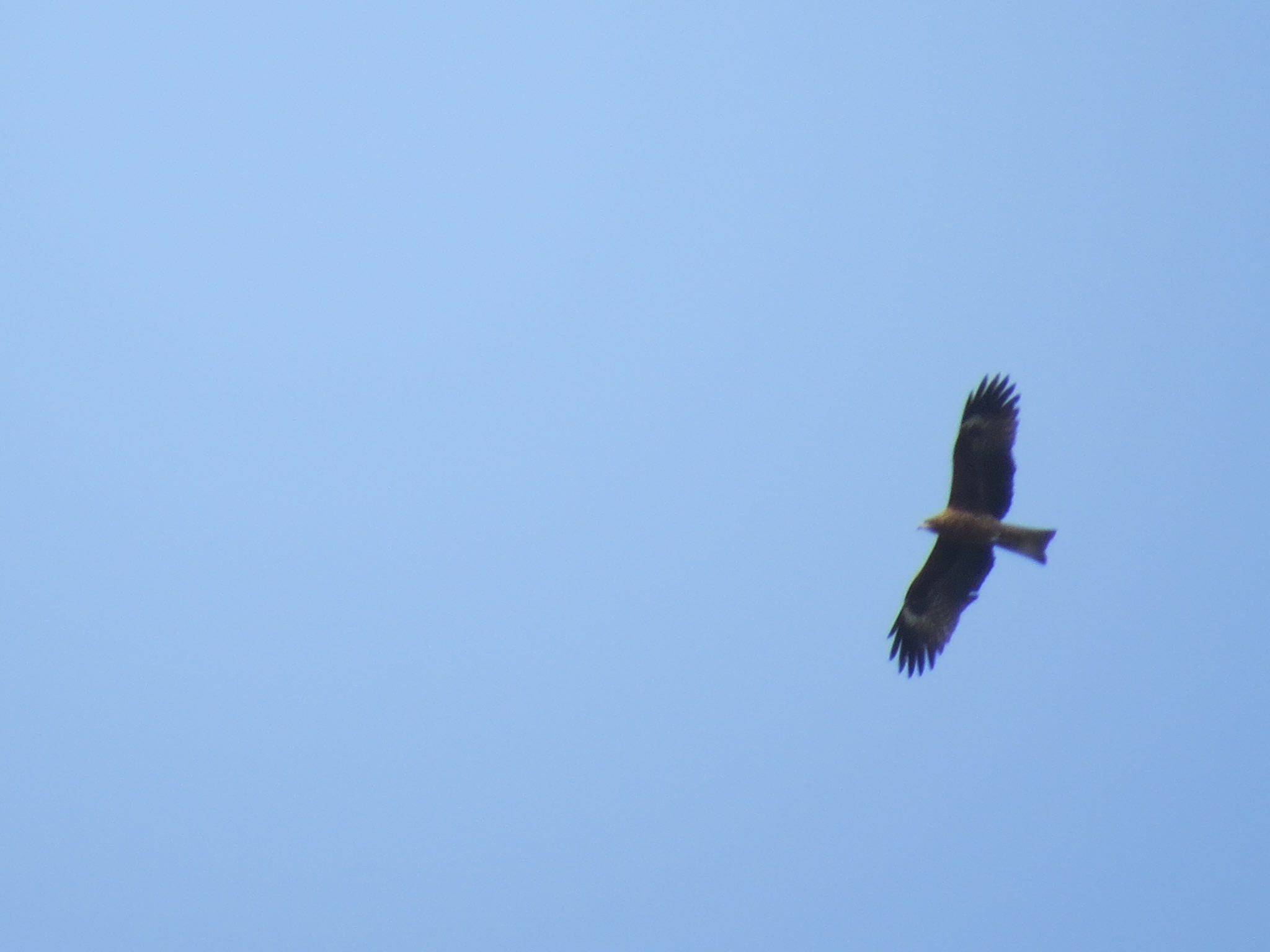 Photo of Black Kite at 浜名湖 by Haruki🦜