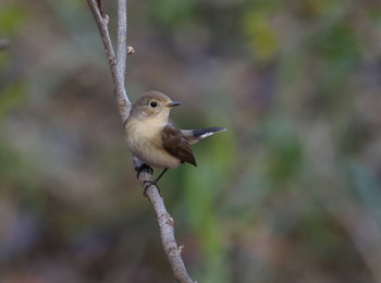 Red-breasted Flycatcher 横浜市 Thu, 12/20/2018