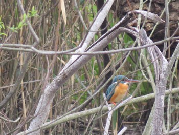 Common Kingfisher 佐鳴湖 Sun, 3/31/2024