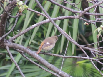 Daurian Redstart 佐鳴湖 Sun, 3/31/2024