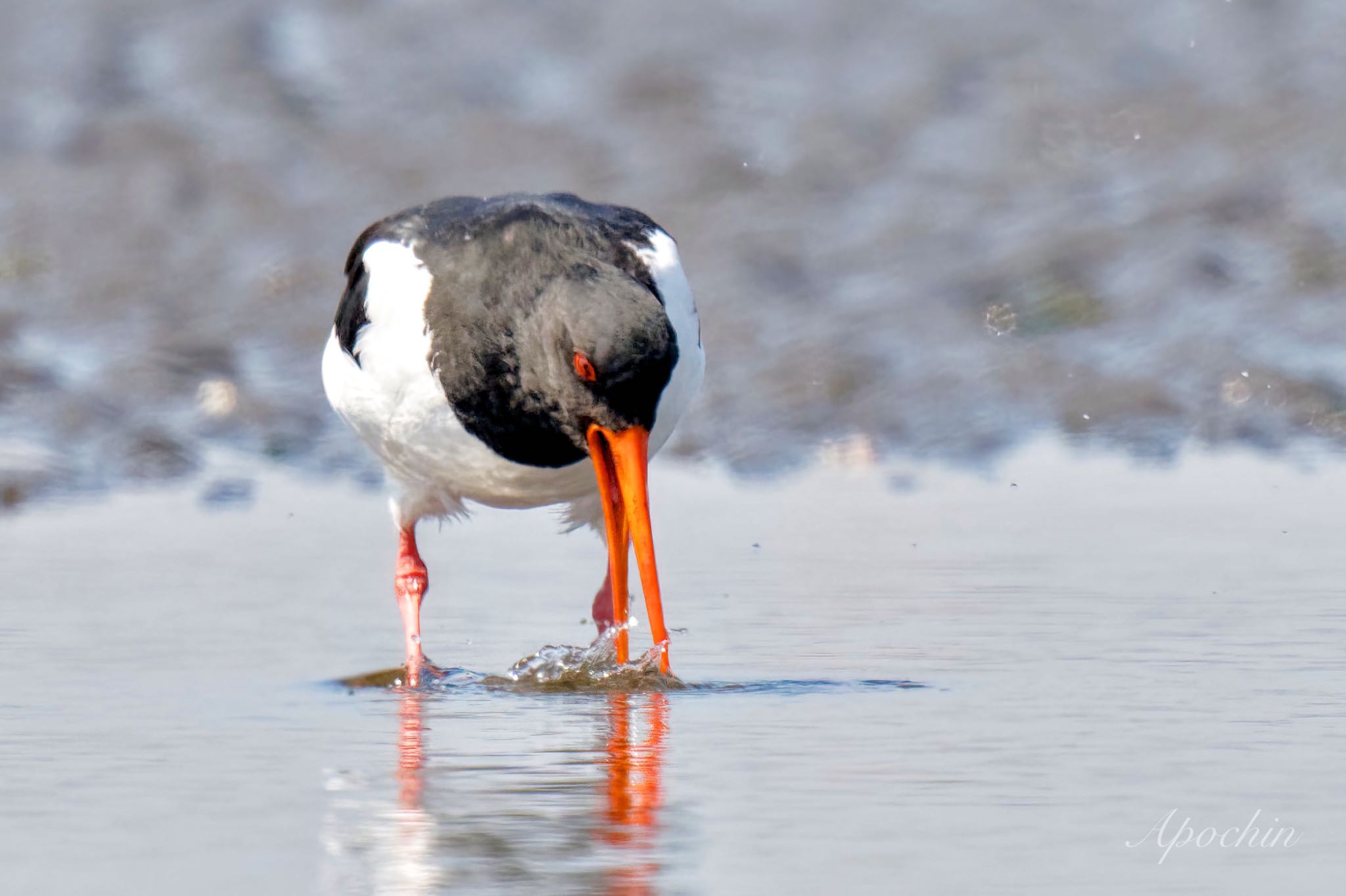 Eurasian Oystercatcher