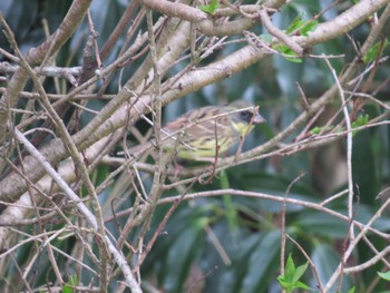 Masked Bunting 佐鳴湖 Sun, 3/31/2024