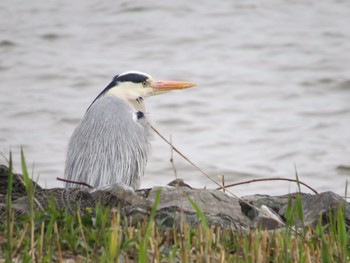 Grey Heron 佐鳴湖 Sun, 3/31/2024