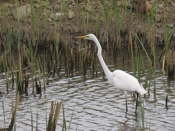 Great Egret 佐鳴湖 Sun, 3/31/2024