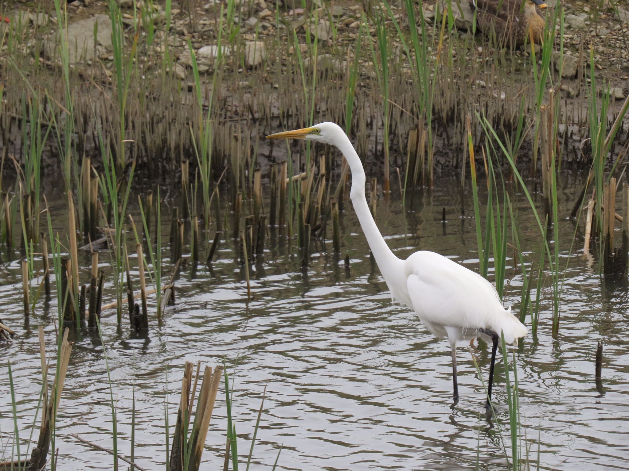 Photo of Great Egret at 佐鳴湖 by Haruki🦜