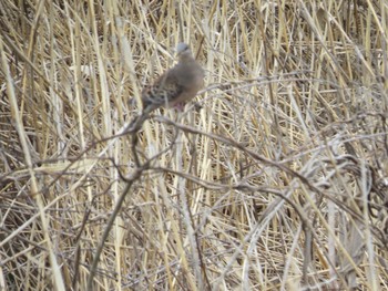 キジバト 佐鳴湖 2024年3月31日(日)