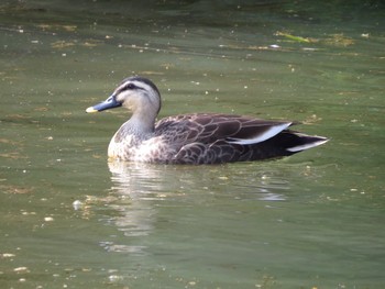 Eastern Spot-billed Duck 佐鳴湖 Sun, 3/31/2024