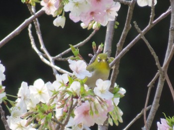 Warbling White-eye 佐鳴湖 Sun, 3/31/2024