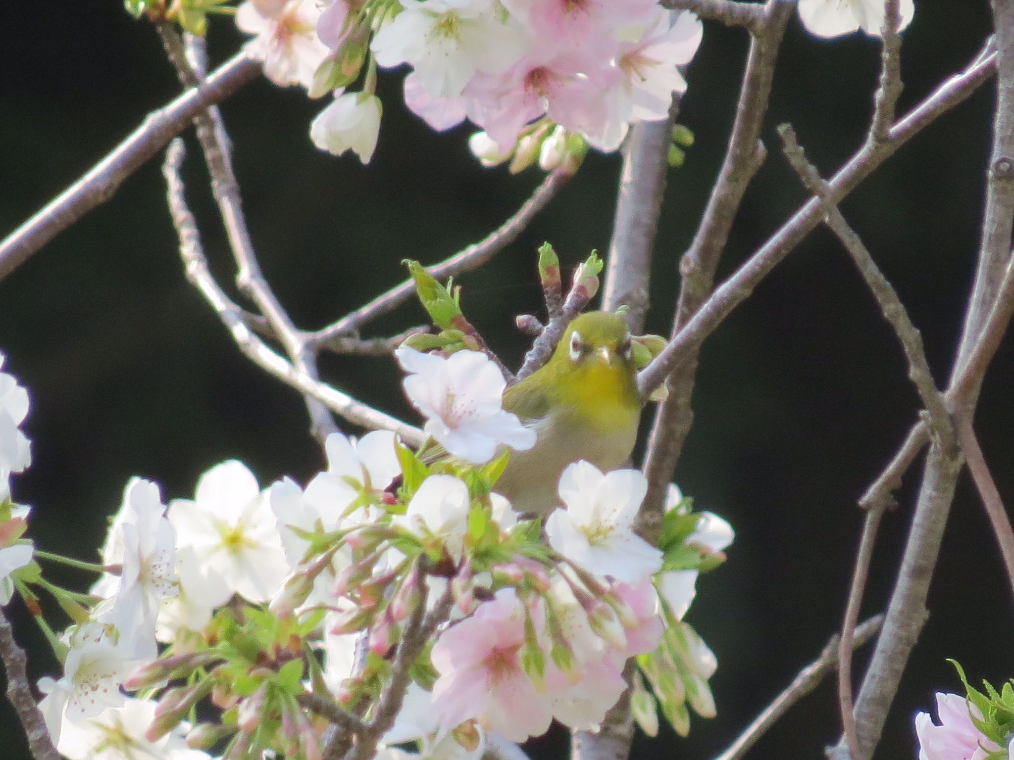 佐鳴湖 メジロの写真 by Haruki🦜