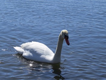 Mute Swan Yamanakako Lake Sat, 3/30/2024