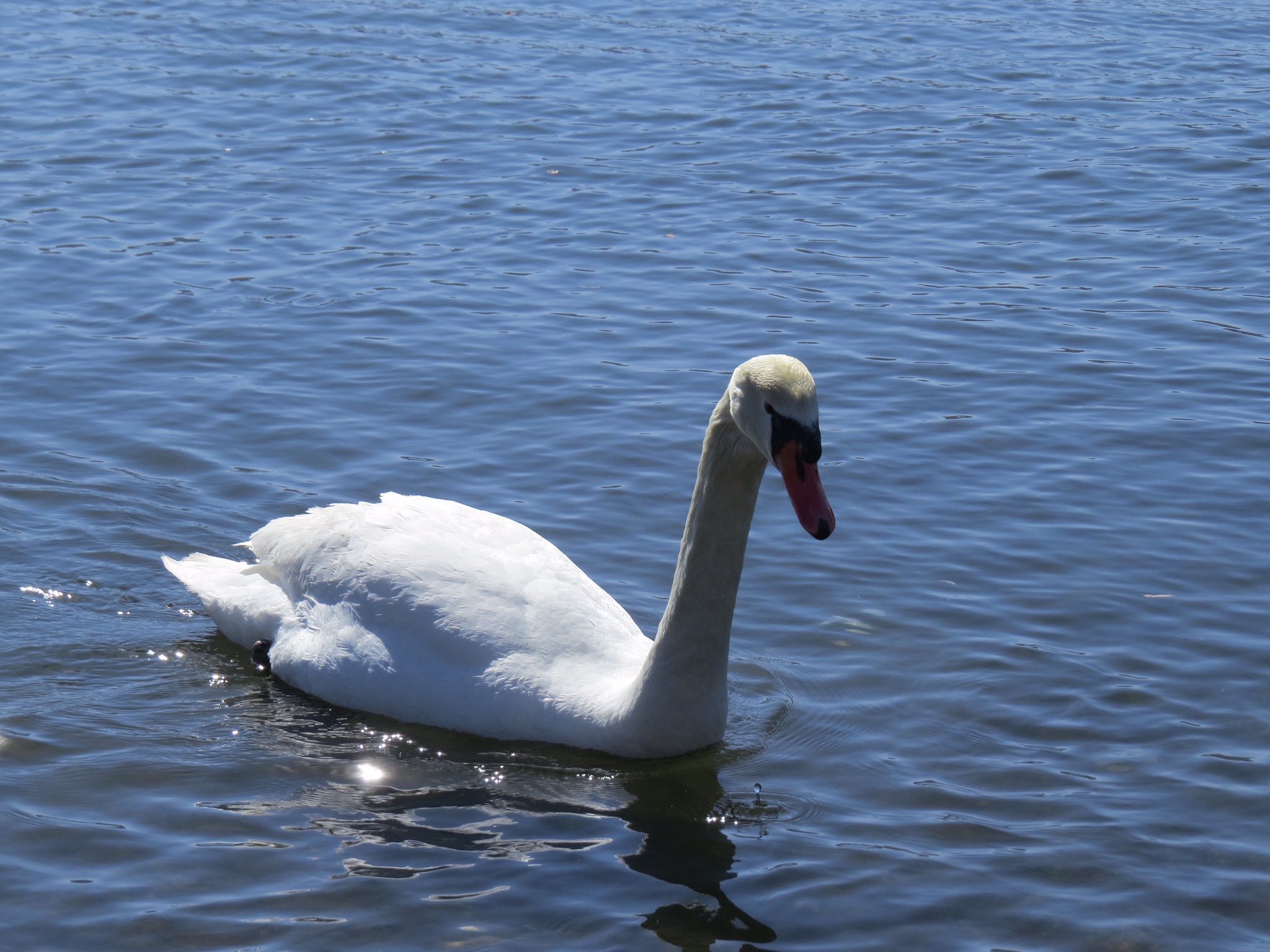 Photo of Mute Swan at Yamanakako Lake by Haruki🦜