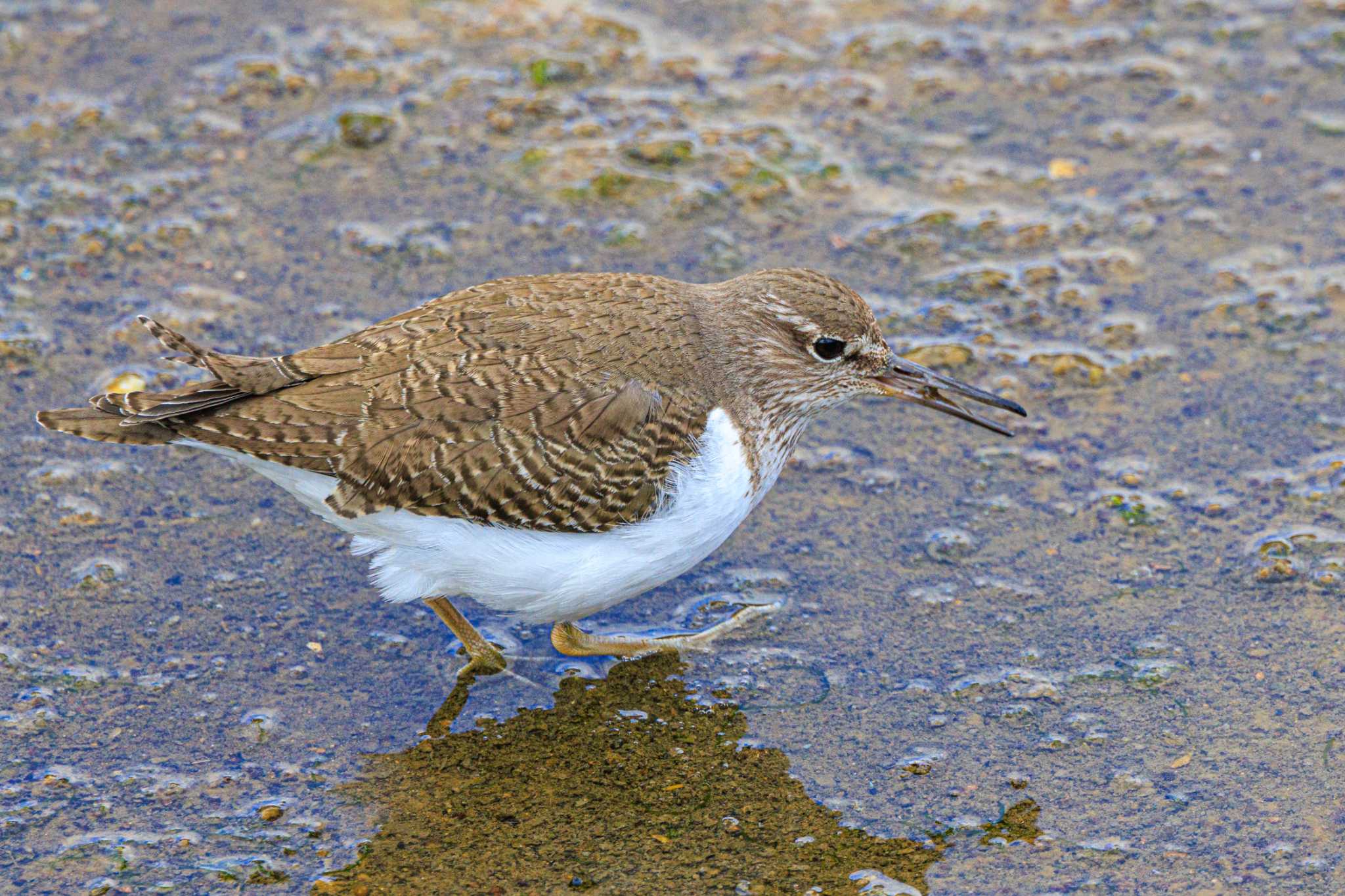Photo of Common Sandpiper at 喜瀬川 by ときのたまお