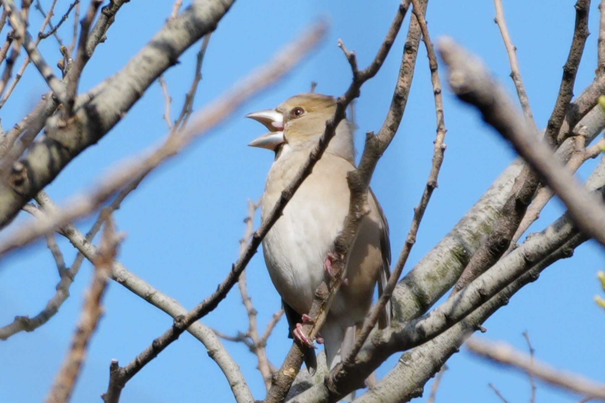 Photo of Hawfinch at 多摩川 by ツートン