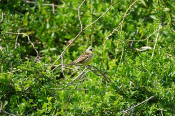 Masked Bunting 多摩川 Tue, 4/2/2024