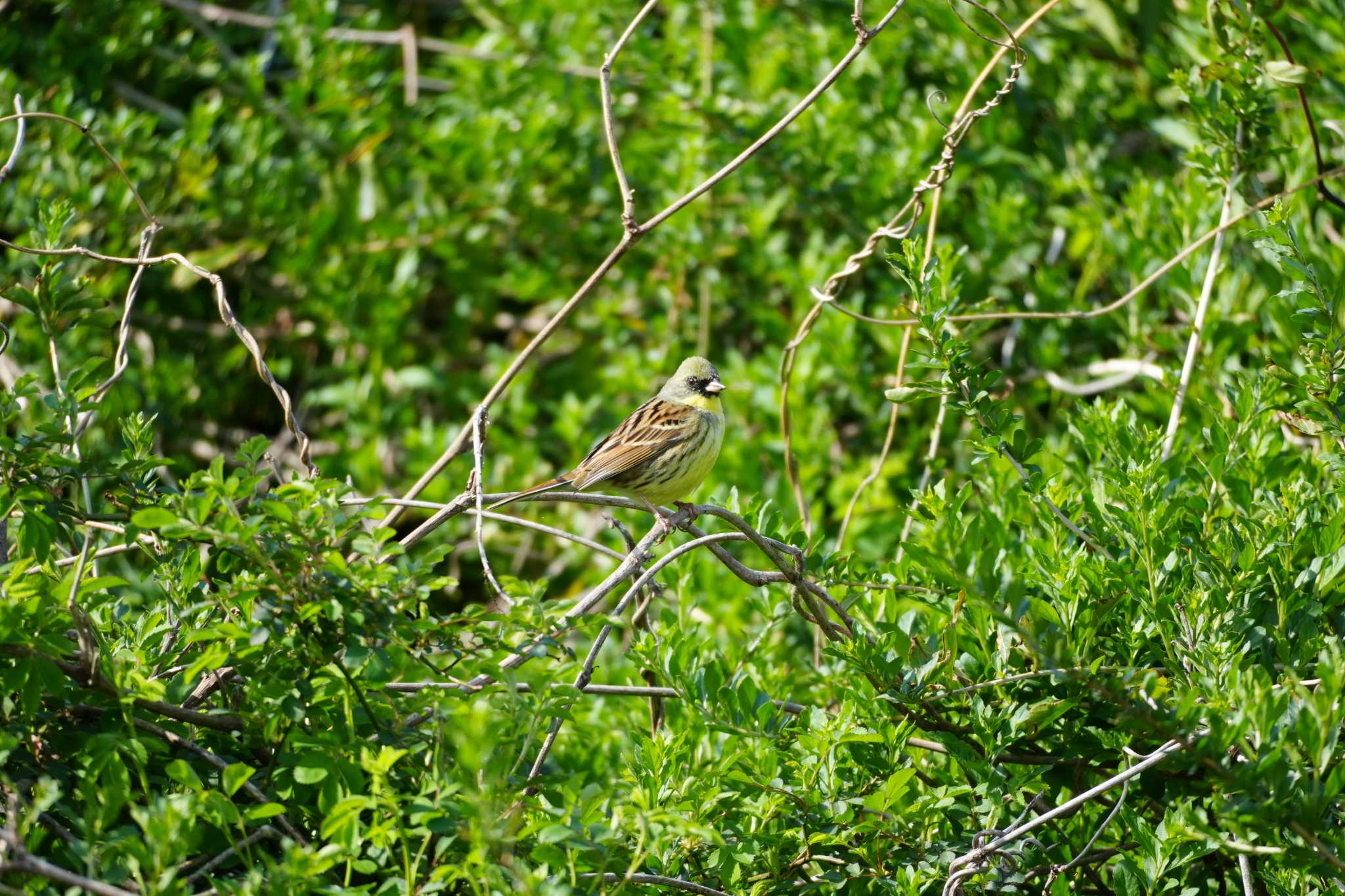 Photo of Masked Bunting at 多摩川 by ツートン