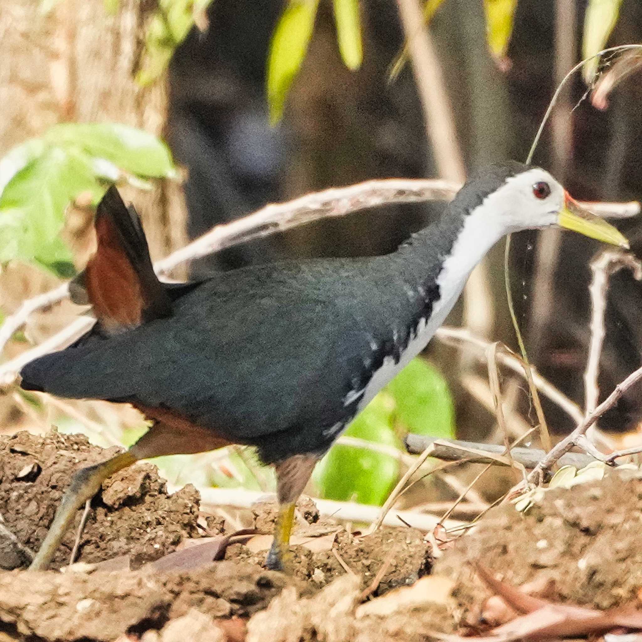 Bueng Boraphet Bird Park シロハラクイナの写真 by span265