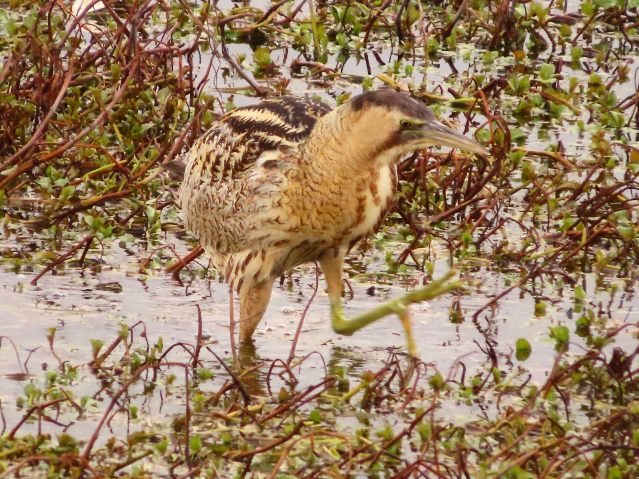 Eurasian Bittern