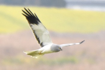 ハイイロチュウヒ 利根川 2024年4月3日(水)