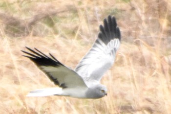 Hen Harrier 利根川 Wed, 4/3/2024