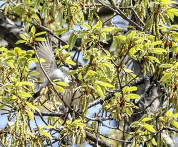 Long-tailed Tit 横浜市 Tue, 4/2/2024