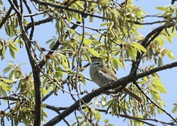 Japanese Bush Warbler 横浜市 Tue, 4/2/2024