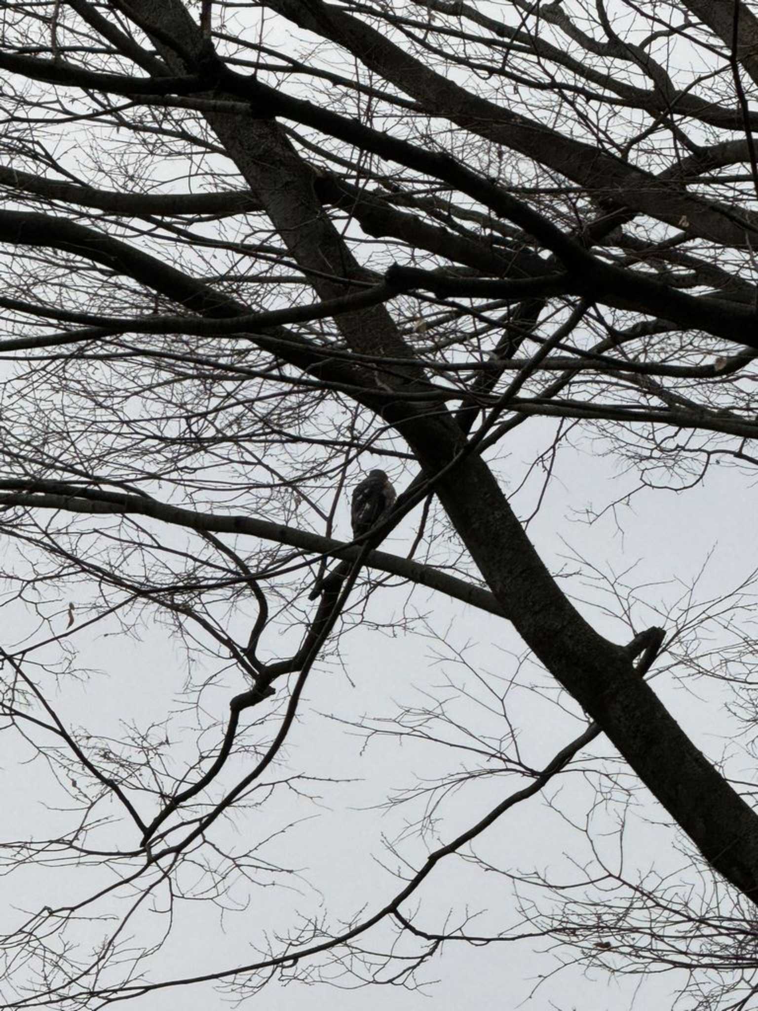 Japanese Sparrowhawk