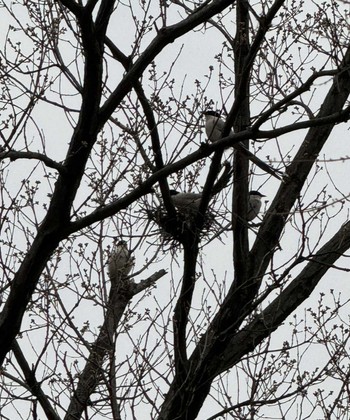 Azure-winged Magpie MFχ(23区西部) Wed, 4/3/2024