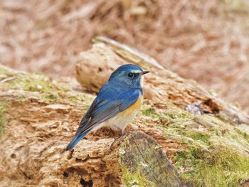 Red-flanked Bluetail 庚申山総合公園 Tue, 3/5/2024