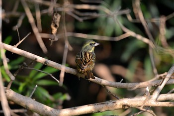 Thu, 12/20/2018 Birding report at 加木屋緑地