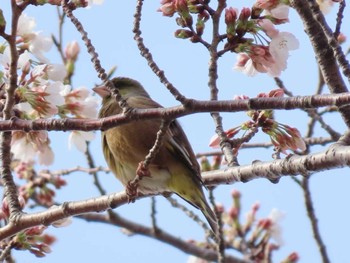 カワラヒワ 目久尻川 2024年4月2日(火)