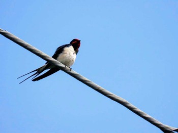 ツバメ 目久尻川 2024年4月2日(火)