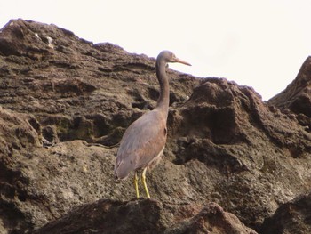 Pacific Reef Heron 真鶴岬 Tue, 4/2/2024