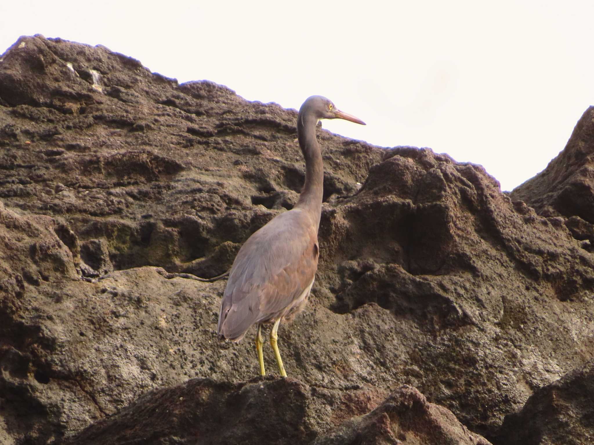 Photo of Pacific Reef Heron at 真鶴岬 by ゆ