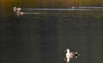 Eastern Spot-billed Duck 鶴ヶ池 Sun, 3/31/2024